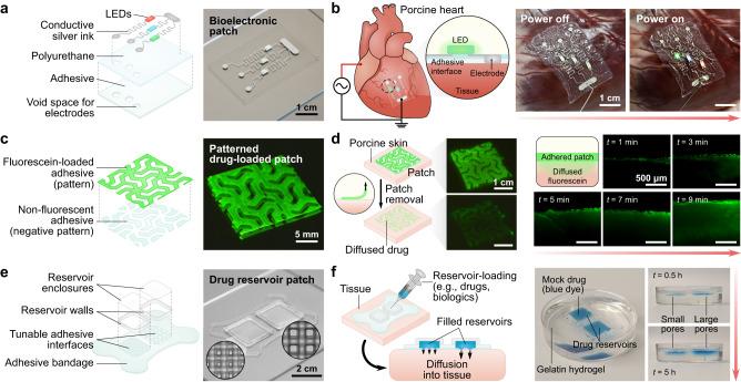 https://cdn.ncbi.nlm.nih.gov/pmc/blobs/f63f/10853267/199bf2b76c27/41467_2024_45147_Fig6_HTML.jpg