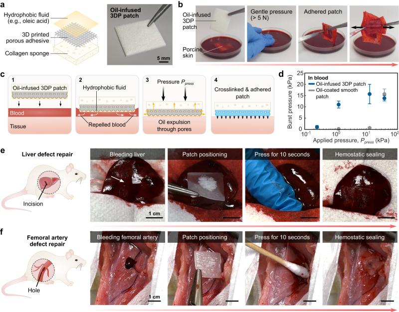 https://cdn.ncbi.nlm.nih.gov/pmc/blobs/f63f/10853267/e1969d2efe14/41467_2024_45147_Fig5_HTML.jpg
