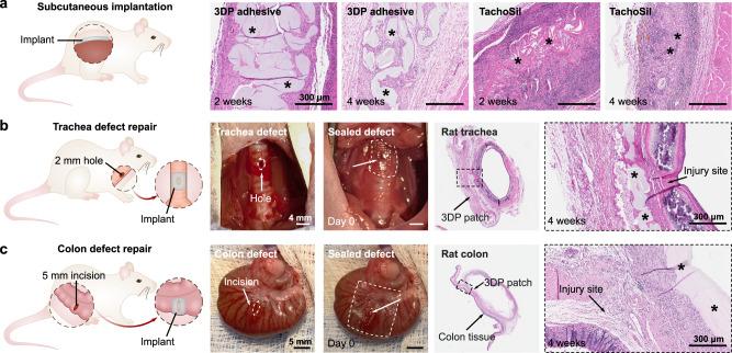 https://cdn.ncbi.nlm.nih.gov/pmc/blobs/f63f/10853267/f42b1929df50/41467_2024_45147_Fig4_HTML.jpg