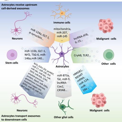 https://cdn.ncbi.nlm.nih.gov/pmc/blobs/f63f/11040311/3b386eaacfe5/NRR-19-1947-g001.jpg