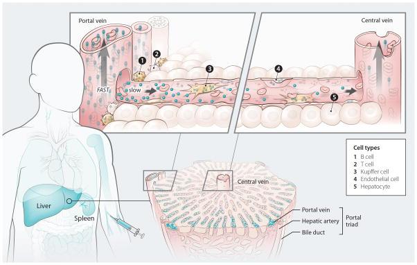https://cdn.ncbi.nlm.nih.gov/pmc/blobs/f640/5132626/7aa123296d9d/nihms6330f6.jpg