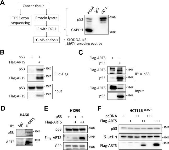 https://cdn.ncbi.nlm.nih.gov/pmc/blobs/f640/7904775/0ddb8cee6ddc/41419_2021_3463_Fig4_HTML.jpg