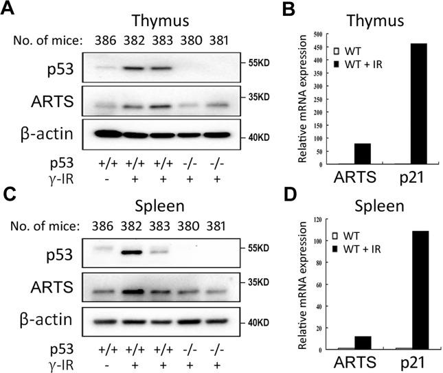 https://cdn.ncbi.nlm.nih.gov/pmc/blobs/f640/7904775/dd0a6e4069fe/41419_2021_3463_Fig2_HTML.jpg