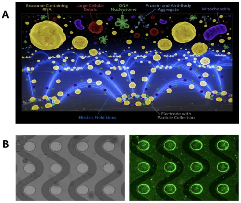 https://cdn.ncbi.nlm.nih.gov/pmc/blobs/f646/7864353/845e6afc0472/molecules-26-00535-g006.jpg