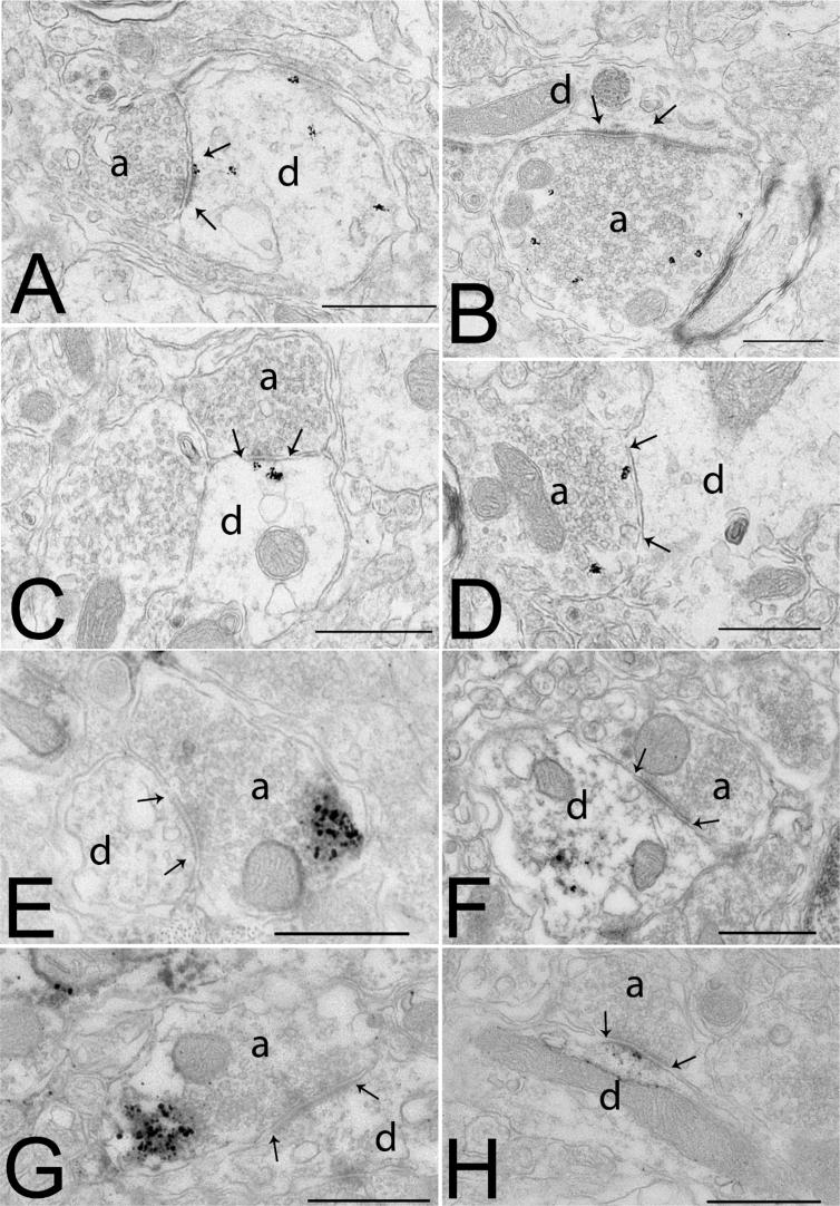 https://cdn.ncbi.nlm.nih.gov/pmc/blobs/f648/6308028/3dd96218fe0a/gr2.jpg
