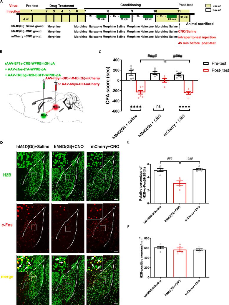 https://cdn.ncbi.nlm.nih.gov/pmc/blobs/f649/11253517/3a996ced0ddc/gr5.jpg