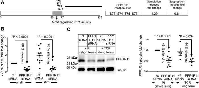 https://cdn.ncbi.nlm.nih.gov/pmc/blobs/f64a/6850362/7664fa6a585c/JLB-106-413-g001.jpg