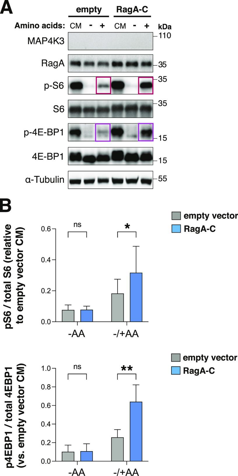 https://cdn.ncbi.nlm.nih.gov/pmc/blobs/f651/10205607/6598ecbab419/LSA-2022-01525_Fig8.jpg