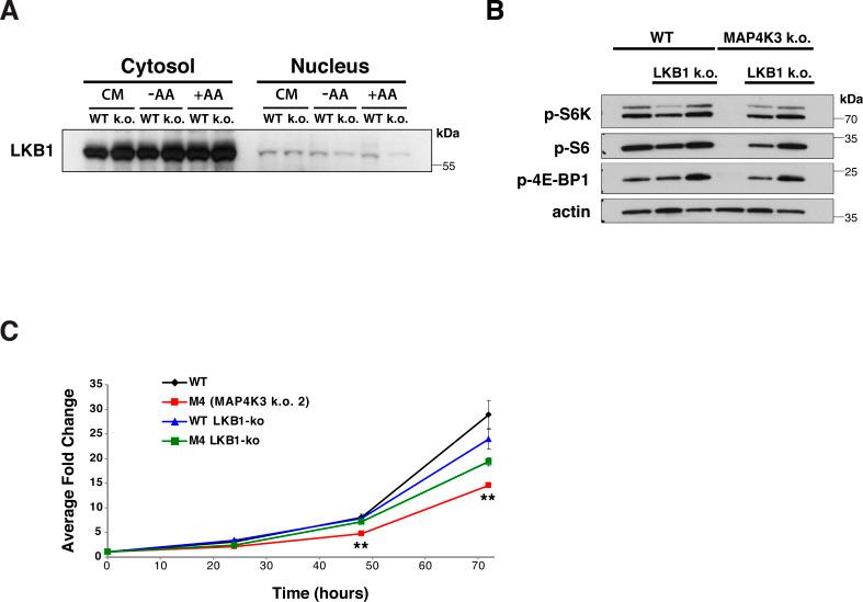 https://cdn.ncbi.nlm.nih.gov/pmc/blobs/f651/10205607/69c9d7ff7bb5/LSA-2022-01525_FigS5.jpg
