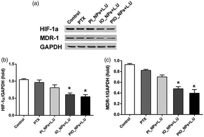 https://cdn.ncbi.nlm.nih.gov/pmc/blobs/f655/6201789/f4bce96f1849/IDRD_A_1507062_F0006_B.jpg