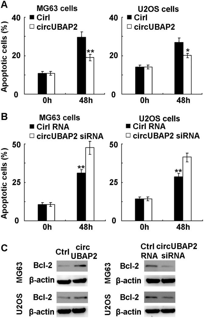 https://cdn.ncbi.nlm.nih.gov/pmc/blobs/f657/5617456/d48fd9ad12f3/oncotarget-08-61687-g004.jpg