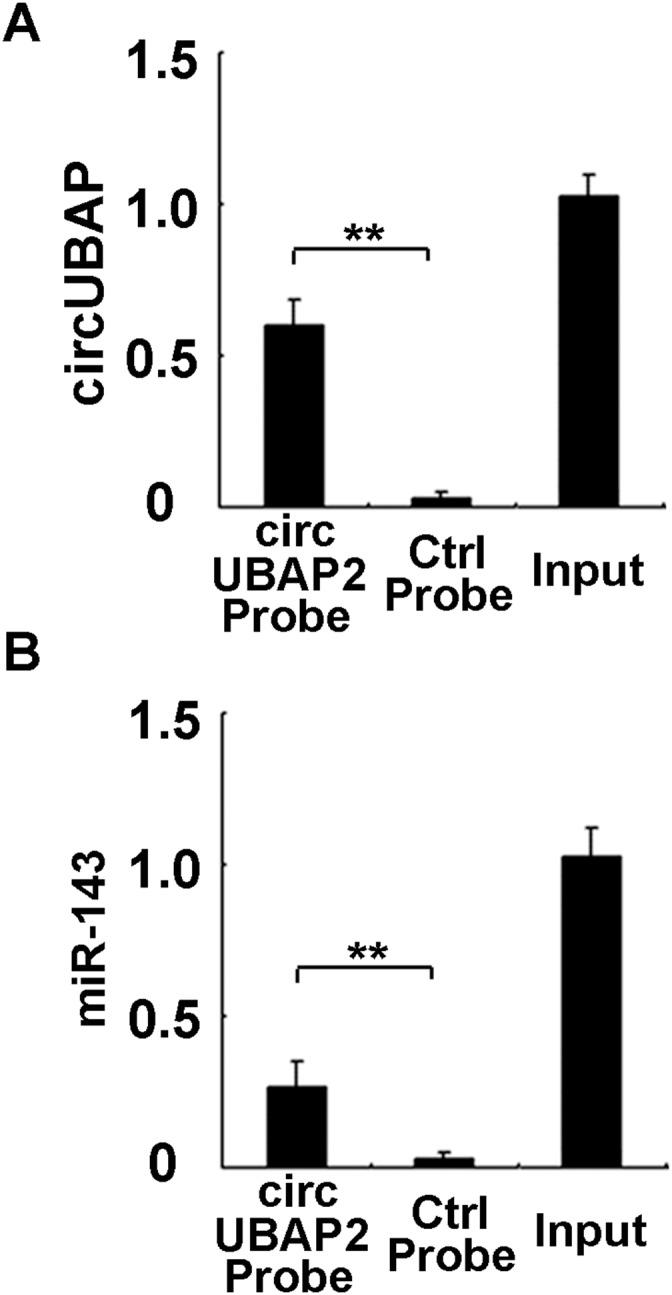 https://cdn.ncbi.nlm.nih.gov/pmc/blobs/f657/5617456/dbc147721065/oncotarget-08-61687-g005.jpg