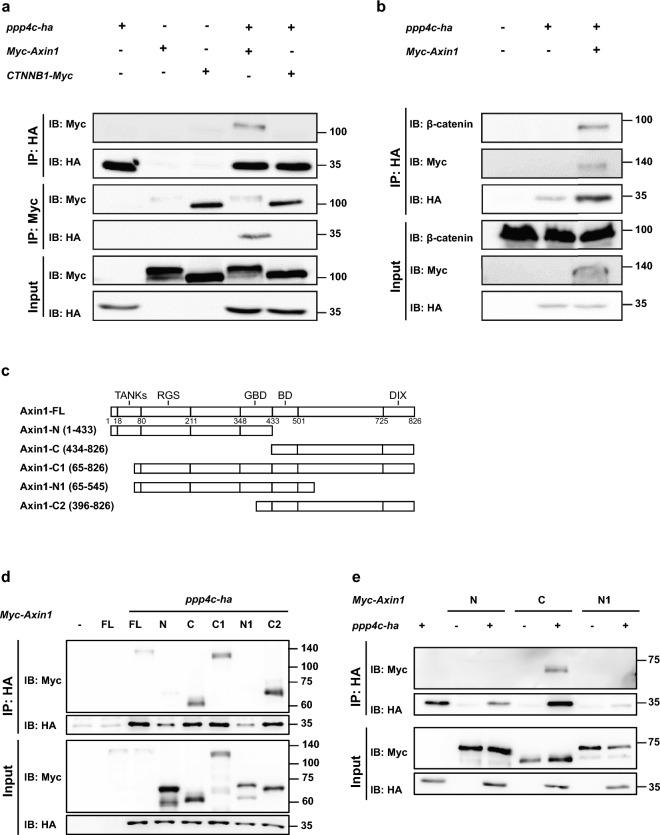 https://cdn.ncbi.nlm.nih.gov/pmc/blobs/f658/10290155/780aeb674347/41598_2023_35719_Fig4_HTML.jpg