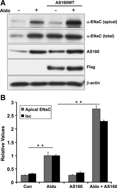 https://cdn.ncbi.nlm.nih.gov/pmc/blobs/f658/2883946/7657ad6b505a/zmk0121094720003.jpg