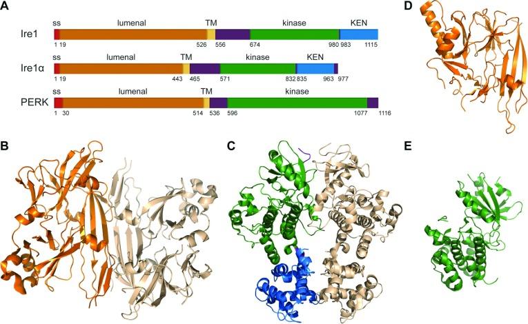 https://cdn.ncbi.nlm.nih.gov/pmc/blobs/f658/4076835/a1900cdc49b9/bsr2014-0058i003.jpg