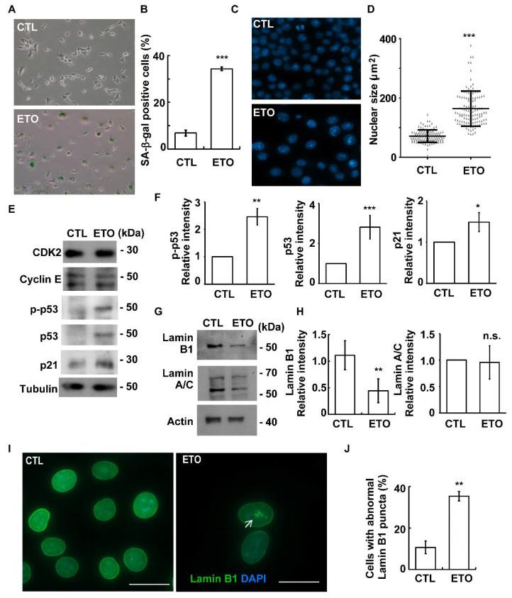 https://cdn.ncbi.nlm.nih.gov/pmc/blobs/f65a/8230646/05bcd5054ed7/cells-10-01466-g002.jpg