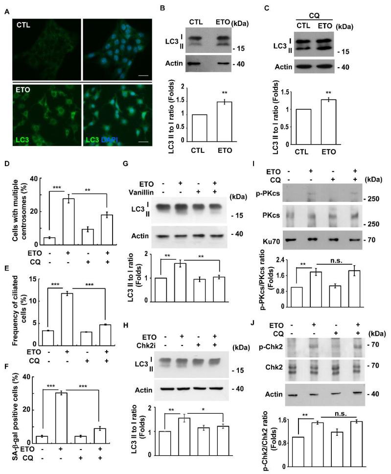 https://cdn.ncbi.nlm.nih.gov/pmc/blobs/f65a/8230646/2a4af80d200a/cells-10-01466-g008.jpg
