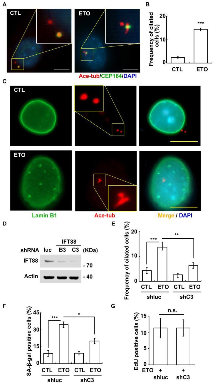 https://cdn.ncbi.nlm.nih.gov/pmc/blobs/f65a/8230646/e1d7095fedc6/cells-10-01466-g005.jpg