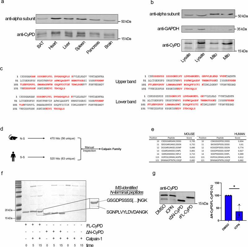 https://cdn.ncbi.nlm.nih.gov/pmc/blobs/f65f/11555324/341824fc414d/42003_2024_7172_Fig6_HTML.jpg