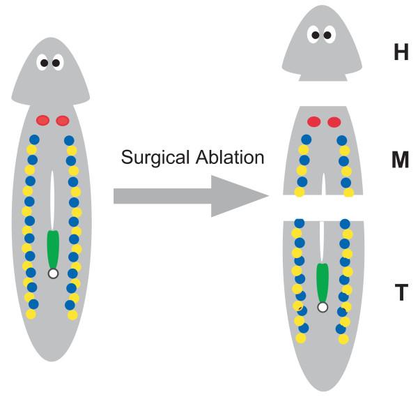 https://cdn.ncbi.nlm.nih.gov/pmc/blobs/f662/3215924/6087ff36ac7c/1742-9994-8-23-5.jpg