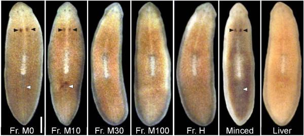 https://cdn.ncbi.nlm.nih.gov/pmc/blobs/f662/3215924/9f5ceea1dc94/1742-9994-8-23-2.jpg