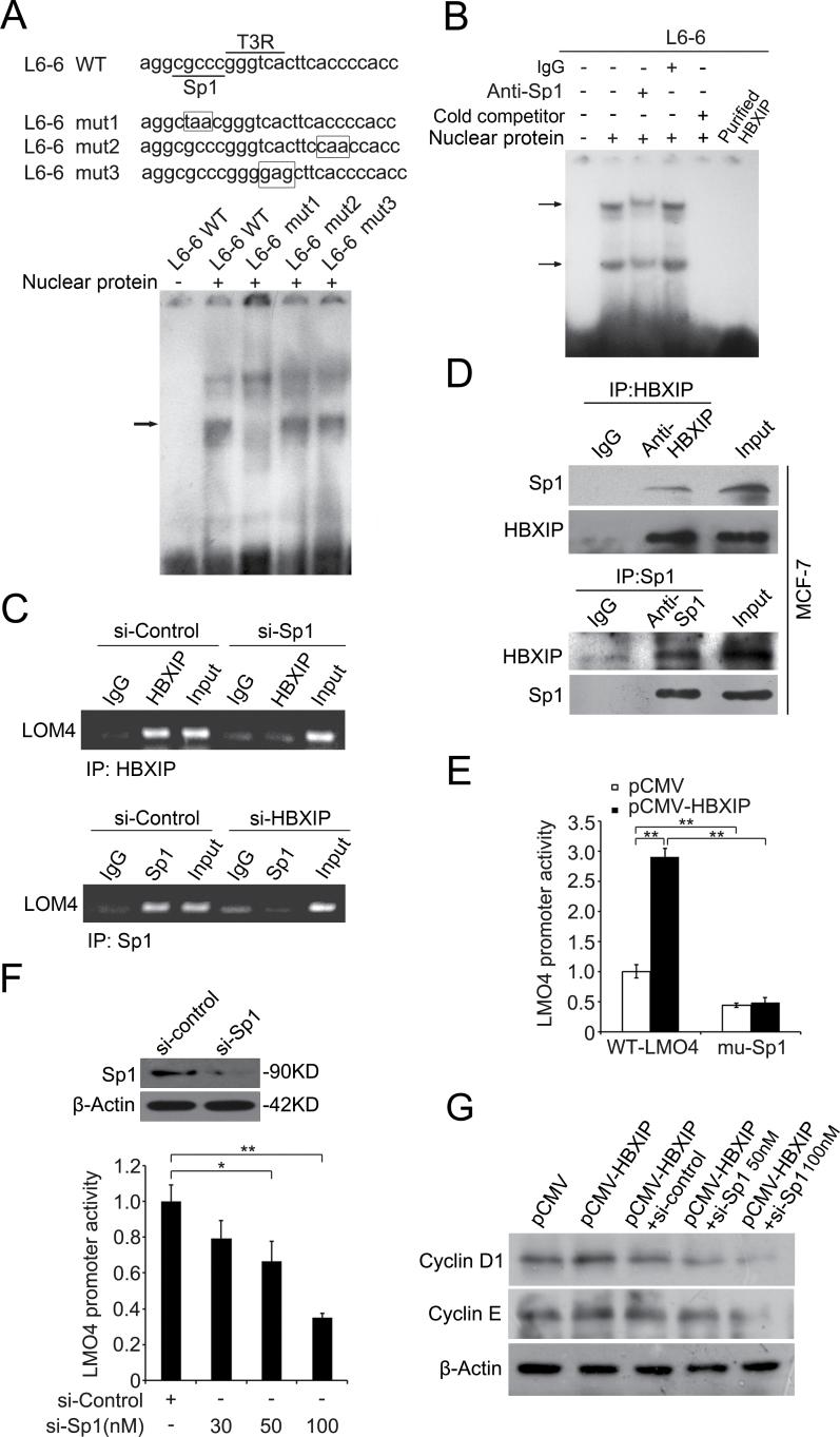 https://cdn.ncbi.nlm.nih.gov/pmc/blobs/f664/3616668/7a1279af5a91/carcin_bgs399_f0004.jpg