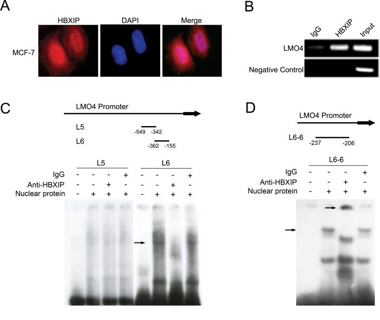 https://cdn.ncbi.nlm.nih.gov/pmc/blobs/f664/3616668/b65064eea2a8/carcin_bgs399_f0003.jpg