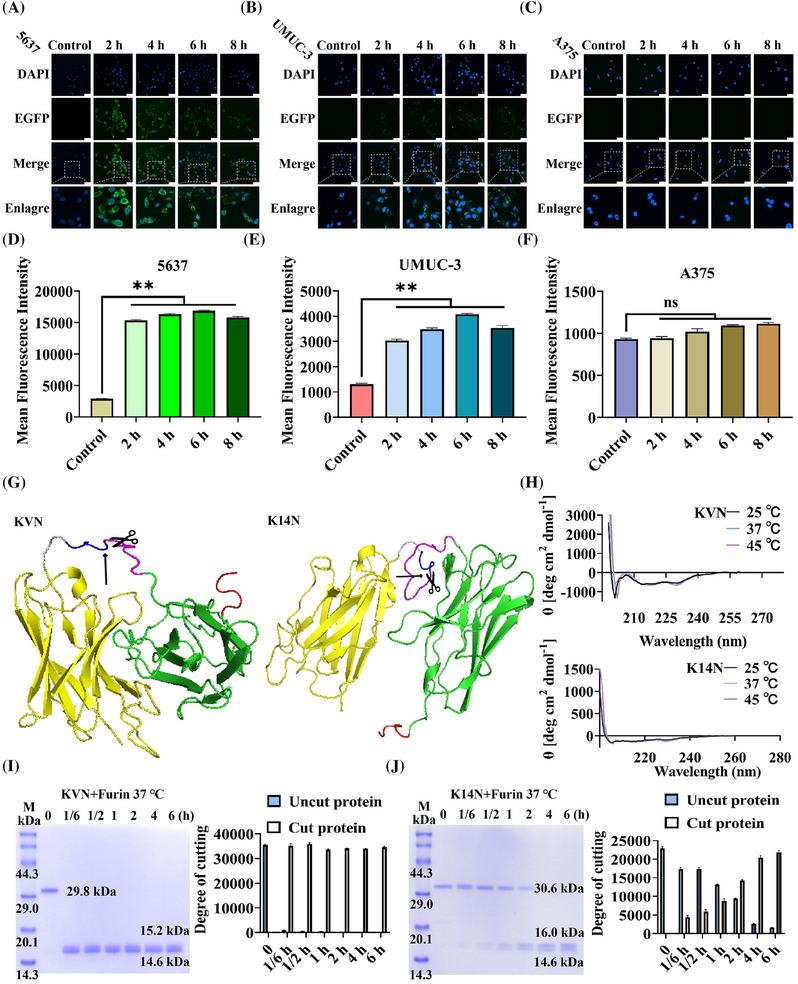 https://cdn.ncbi.nlm.nih.gov/pmc/blobs/f66a/11742431/4b7f64c2c6dc/MCO2-6-e70068-g004.jpg