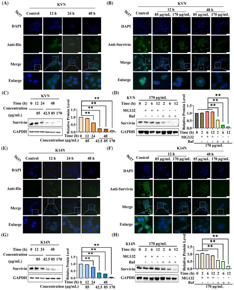 https://cdn.ncbi.nlm.nih.gov/pmc/blobs/f66a/11742431/6d10f36ef705/MCO2-6-e70068-g008.jpg