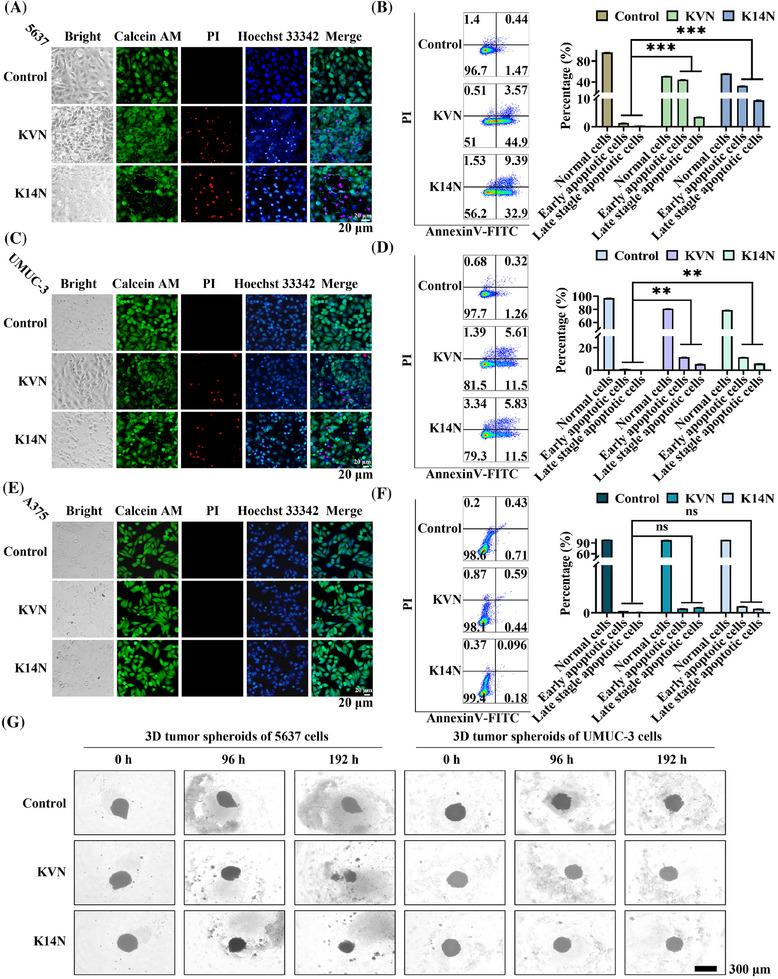 https://cdn.ncbi.nlm.nih.gov/pmc/blobs/f66a/11742431/7b97bcb0299e/MCO2-6-e70068-g006.jpg