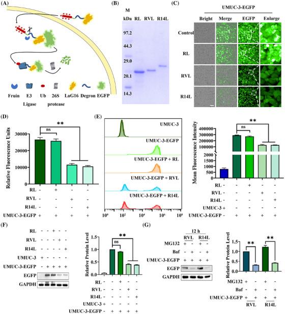 https://cdn.ncbi.nlm.nih.gov/pmc/blobs/f66a/11742431/d344b5860f8c/MCO2-6-e70068-g002.jpg