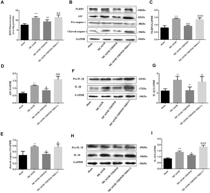 https://cdn.ncbi.nlm.nih.gov/pmc/blobs/f66c/9213799/fab74736e008/fphar-13-910217-g005.jpg