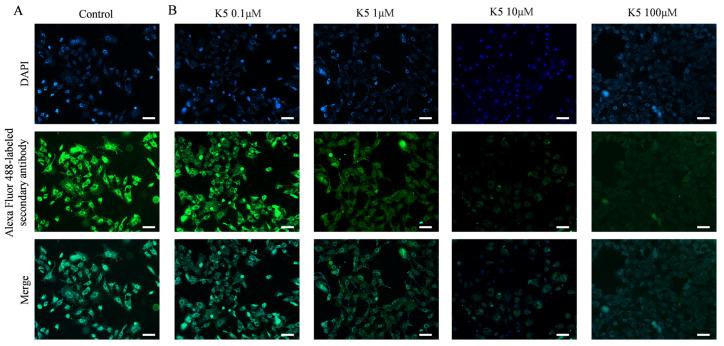 https://cdn.ncbi.nlm.nih.gov/pmc/blobs/f66f/11242946/f69e517adbf0/molecules-29-03022-g005.jpg