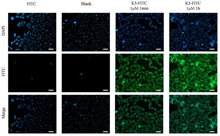 https://cdn.ncbi.nlm.nih.gov/pmc/blobs/f66f/11242946/ffde48f60b69/molecules-29-03022-g004.jpg