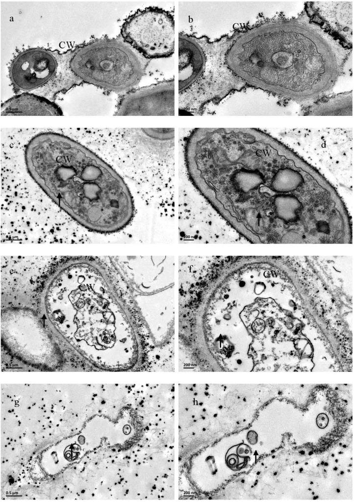 https://cdn.ncbi.nlm.nih.gov/pmc/blobs/f677/6272010/ba73f4e09d4c/molecules-19-10279-g003.jpg