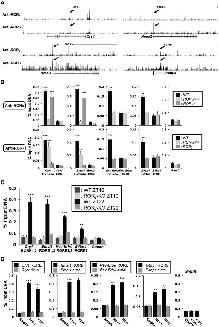 https://cdn.ncbi.nlm.nih.gov/pmc/blobs/f67b/3458568/bd2d92871457/gks630f5.jpg