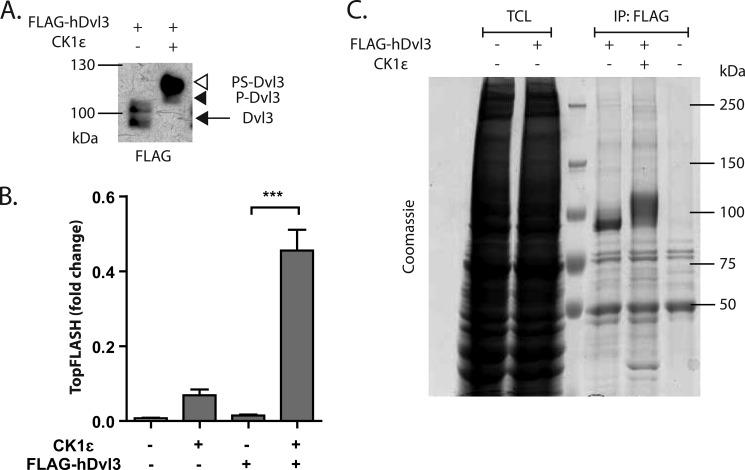 https://cdn.ncbi.nlm.nih.gov/pmc/blobs/f680/4156093/e159e2508c33/zbc0381493580001.jpg
