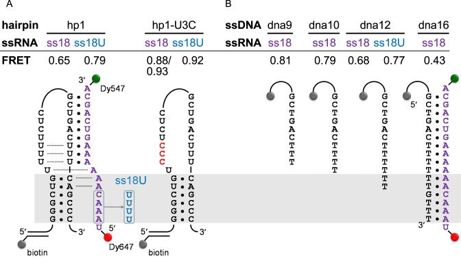 https://cdn.ncbi.nlm.nih.gov/pmc/blobs/f683/5449628/958bf86ddfdf/gkx134fig5.jpg