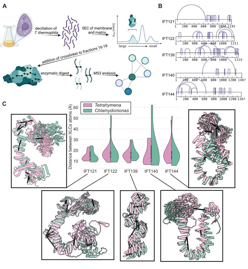 https://cdn.ncbi.nlm.nih.gov/pmc/blobs/f685/9674347/1b6c0b6923af/elife-81977-fig1.jpg