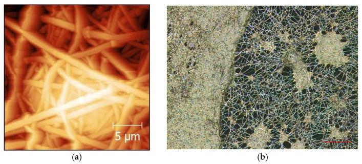 https://cdn.ncbi.nlm.nih.gov/pmc/blobs/f687/10608773/5439e4f92803/membranes-13-00830-g002.jpg
