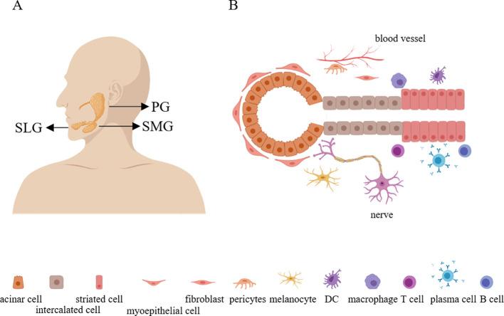 https://cdn.ncbi.nlm.nih.gov/pmc/blobs/f687/11427401/31528c942dd4/fimmu-15-1443455-g001.jpg