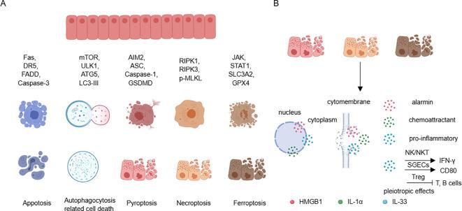 https://cdn.ncbi.nlm.nih.gov/pmc/blobs/f687/11427401/430583f5e622/fimmu-15-1443455-g004.jpg