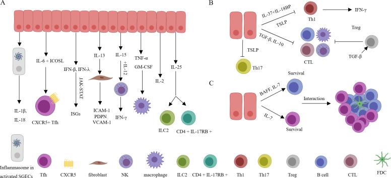 https://cdn.ncbi.nlm.nih.gov/pmc/blobs/f687/11427401/f662cdf88aeb/fimmu-15-1443455-g003.jpg