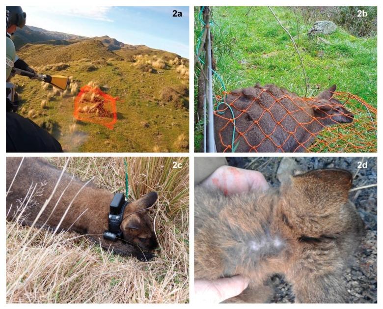 https://cdn.ncbi.nlm.nih.gov/pmc/blobs/f687/7022690/be31c4570035/animals-10-00044-g002.jpg
