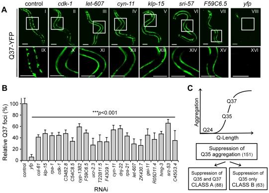 https://cdn.ncbi.nlm.nih.gov/pmc/blobs/f688/3248563/64d839716071/pgen.1002438.g003.jpg