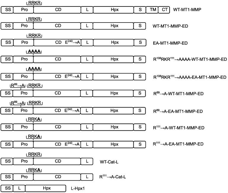 https://cdn.ncbi.nlm.nih.gov/pmc/blobs/f68b/9406036/418254d362b0/biomolecules-12-01145-g001.jpg