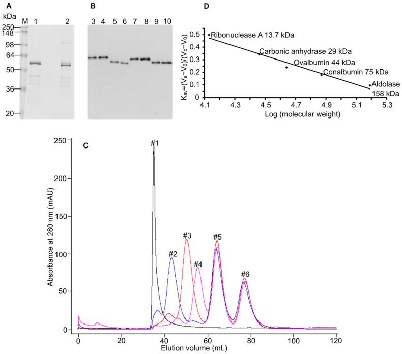 https://cdn.ncbi.nlm.nih.gov/pmc/blobs/f68b/9406036/cb47a93c7609/biomolecules-12-01145-g002.jpg