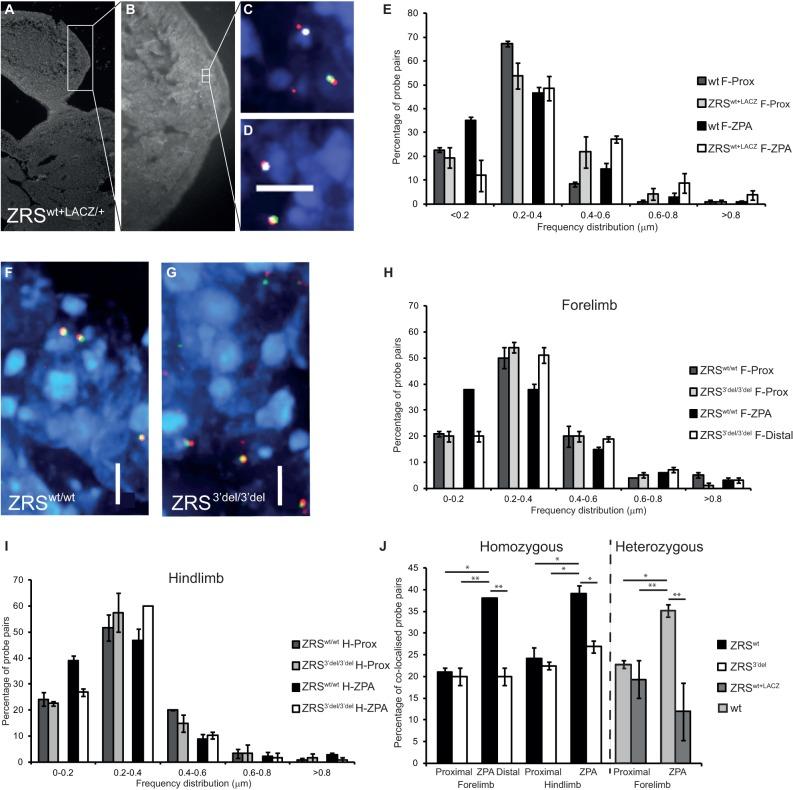 https://cdn.ncbi.nlm.nih.gov/pmc/blobs/f68c/3978833/c5a10db1d4ad/DEV09543005.jpg