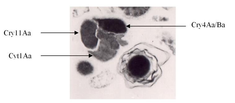 https://cdn.ncbi.nlm.nih.gov/pmc/blobs/f68c/4014730/4fe489a9cb2d/toxins-06-01222-g001.jpg