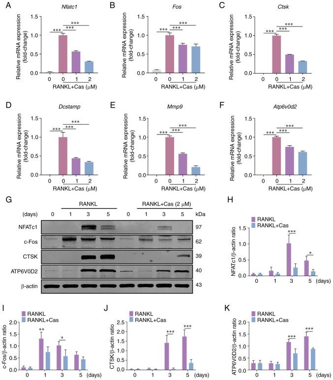 https://cdn.ncbi.nlm.nih.gov/pmc/blobs/f68f/10198048/1df522cee667/IJMM-51-5-05246-g02.jpg